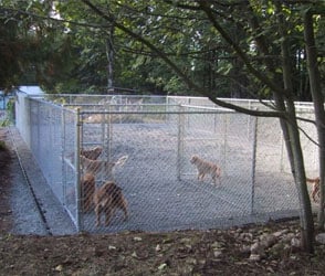 dog-kennel-design-golden-retrievers